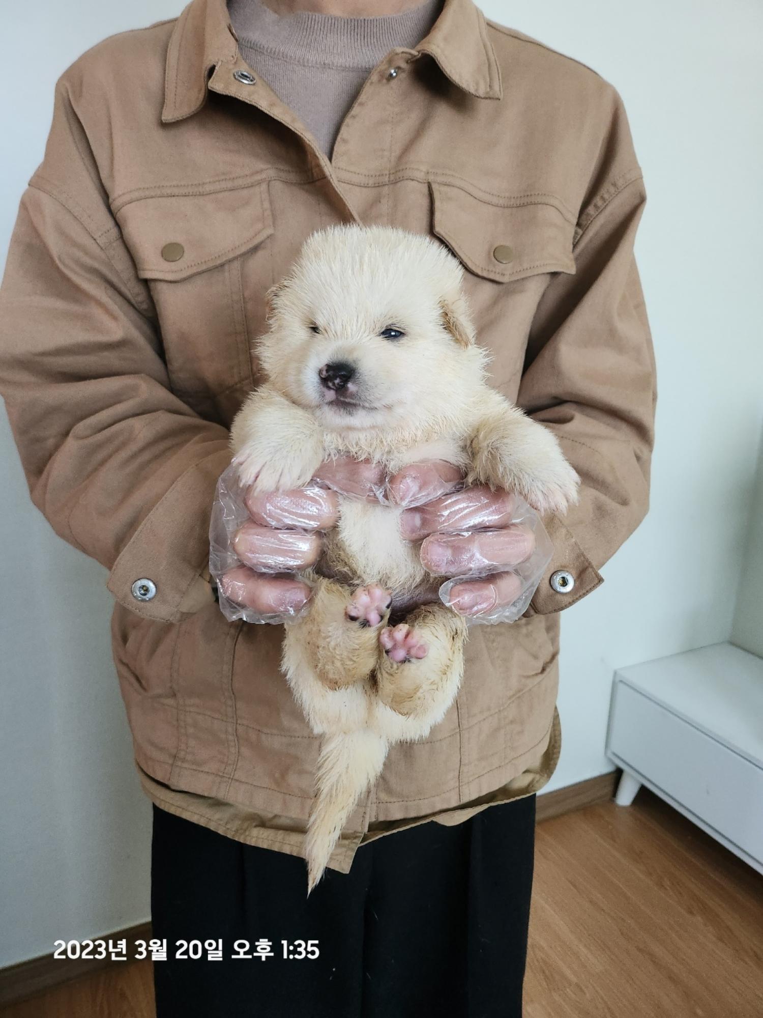 울산유기동물보호센터_431373202300215